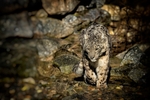 Snow Leopard - RLP_9343-764