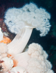 Metridium dianthus