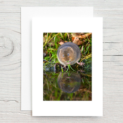 Water Vole