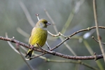 Greenfinch