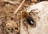Andrena haemorrhoa (m)
