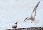 Common Tern 2