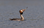 Great Crested Grebe - ...