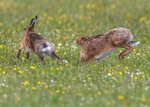 Brown Hare