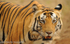 Big  tiger.