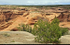 Juniper on the rim