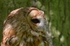 Tawny Owl