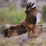 Black Kite wings spread, Catalonia, Spain