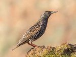 Just a Starling