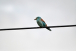 Roller