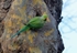 Ring-necked Parakeet