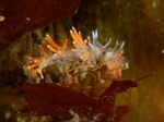 Microchlamylla gracilis