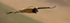 Juvenile bearded vulture