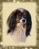 PP8  "Dandy" - Phalene Papillon