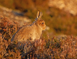 Mountain Hare - Lepus timidus