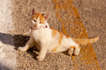 Cat domestic-3202