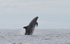 A false killer whale breaching