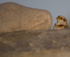 SNOW BUNTINGS