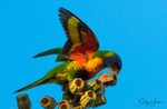Lorikeet Gumnuts 2