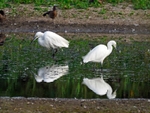 Little Egrets