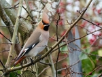 Waxwing