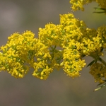 Lady's bedstraw (Galium verum) also yellow bedstraw