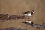 Turnstone
