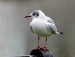 Black-headed Gull