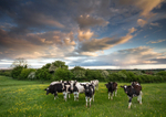 Cows and Buttercups