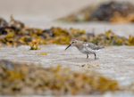 Dunlin - Calidris alpina