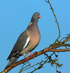 Wood Pigeon