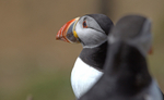 Puffin Skomer Island in Wales