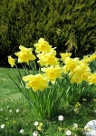 Clump of Dafs
