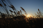 Blue sky over sloughgrass