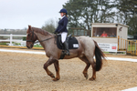Pendarves Summer Series Dressage 01.03.2026 portfolio