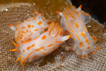 Polycera quadrilineata