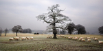 Sheep in Chatsworth Park