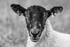 Sheep Portrait BW