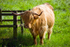 Highland cow - 20080818_65