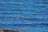 Otters