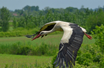 White Stork