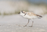Snowy Plover (breeding adult) pauses, Fort De Soto Park, Florida