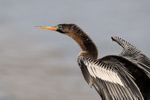 Anhinga close view, Viera Wetlands, Florida