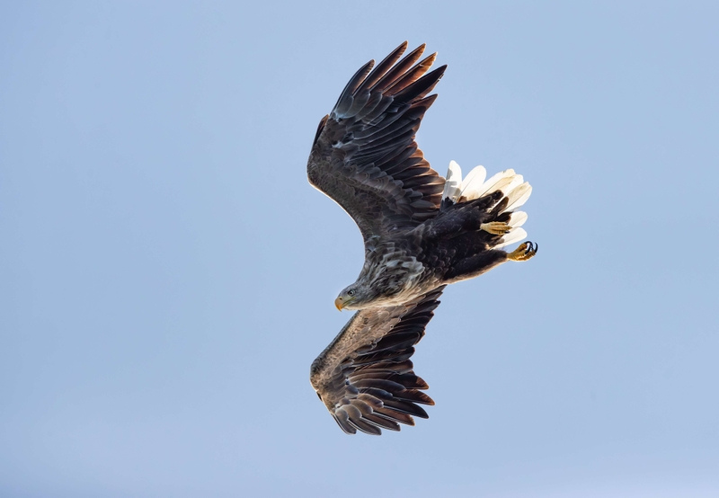 White Tailed Eagle - Isle of Mull - Scotland