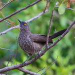 Arrow-marked Babbler portfolio