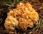 Cauliflower Fungus