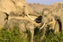 _M7B0142 Amboseli