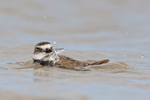 Wilson's Plover splashing in lagoon, Fort De Soto Park, Florida