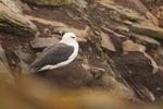 Black-Browed Albatross sitting on nest, Saunders Island, Falklands