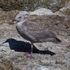 Glaucous-winged Gull (juvenile)